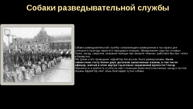 Собаки разведывательной службы Собаки разведывательной службы сопровождали разведчиков в тыл врага для успешного прохода через его передовые позиции, обнаружения скрытых огневых точек, засад, секретов, оказания помощи при захвате «языка», работали быстро, четко и беззвучно.  Пёс Джек и его проводник, ефрейтор Кисагулов, были разведчиками. На их совместном счету более двух десятков захваченных языков, в том числе офицер, взятый в плен внутри тщательно охраняемой крепости Глогау . Проникнуть в крепость и уйти из неё с пленным мимо многочисленных засад и постов охраны ефрейтор смог лишь благодаря чутью собаки.   