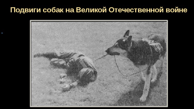 Подвиги собак на Великой Отечественной войне 