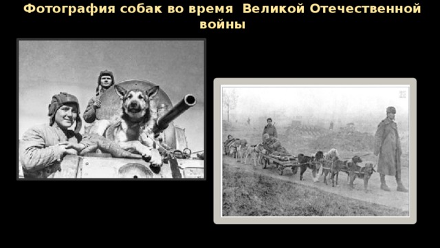 Фотография собак во время Великой Отечественной войны        