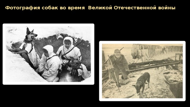 Фотография собак во время Великой Отечественной войны   