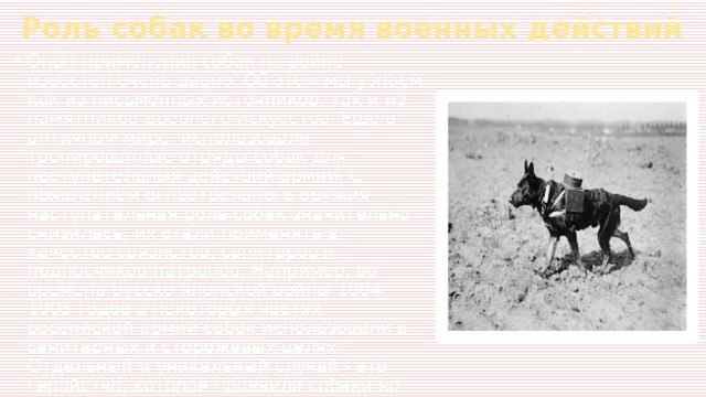 Роль собак во время военных действий Опыт применения собак на войне известен очень давно. Об этом мы узнаем как из письменных источников, так и из памятников древнего искусства. Еще в античном мире, использовали тренированные отряды собак для наступательных действий армии. С появлением огнестрельного оружия наступательная роль собак значительно снизилась, их стали применять в качестве связистов, санитаров и подносчиков патронов. Например, во времена русско-японской войны 1904-1905 годов в некоторых частях российской армии собак использовали в санитарных и сторожевых целях. Отдельный и уникальный случай - это геройство, которое проявили собаки во время Великой Отечественной Войны. Фото, которых не сосчитать, являются прямым подтверждением этом факту. 