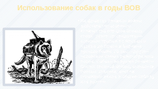 Использование собак в годы ВОВ На фронтах Великой войны действовало огромное количество отрядов боевых собак. Всего по солдатским военным тропам от Москвы и Курска до Праги и Берлина прошло более 70 тыс. «друзей человека» самых разнообразных пород. Собаки во время Великой Отечественной войны, выполняя боевые задания, внесли огромный вклад в общую победу над врагом. 