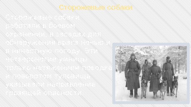 Сторожевые собаки Сторожевые собаки работали в боевом охранении, в засадах для обнаружения врага ночью и в ненастную погоду. Эти четвероногие умницы только натяжением поводка и поворотом туловища указывали направление грозящей опасности. 
