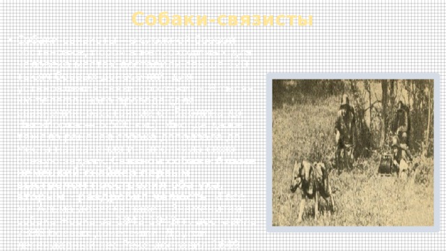 Собаки-связисты Собаки-связисты – в сложной боевой обстановке, порой в непроходимых для человека местах доставили свыше 120 тысяч боевых донесений, для установления связи проложили 8 тысяч км телефонного провода (для сравнения: расстояние от Берлина до Нью-Йорка — 6 500 км.). Иногда даже тяжело раненая собака доползала до места назначения и выполняла свою боевую задачу. Связной собаке Альме немецкий снайпер первым выстрелом прострелил оба уха, вторым – раздробил челюсть . И все же Альма донесла пакет. Знаменитая собака Норка за 1942-1943гг. доставила 2398 боевых донесений. Другой легендарный пес Рекс доставил 1649 донесений. Он был несколько раз ранен, трижды переплывал Днепр , но всегда добирался до своего поста.   