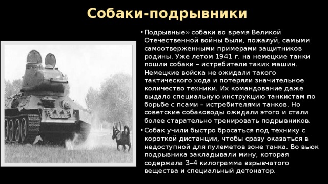 Собаки-подрывники Подрывные» собаки во время Великой Отечественной войны были, пожалуй, самыми самоотверженными примерами защитников родины. Уже летом 1941 г. на немецкие танки пошли собаки – истребители таких машин. Немецкие войска не ожидали такого тактического хода и потеряли значительное количество техники. Их командование даже выдало специальную инструкцию танкистам по борьбе с псами – истребителями танков. Но советские собаководы ожидали этого и стали более старательно тренировать подрывников. Собак учили быстро бросаться под технику с короткой дистанции, чтобы сразу оказаться в недоступной для пулеметов зоне танка. Во вьюк подрывника закладывали мину, которая содержала 3–4 килограмма взрывчатого вещества и специальный детонатор. 