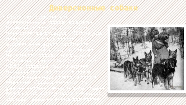 Диверсионные собаки Такой тип отрядов, как диверсионные собаки, во время Великой Отечественной войны применялся в отрядах СМЕРШа для поиска вражеских диверсантов, особенно немецких снайперов. Диверсионный отряд состоял из нескольких собак, стрелкового отделения, связиста и работника НКВД. Заброске такого отряда предшествовала тщательная и кропотливая подготовка, отбор и обучение. Собаки-диверсанты удачно выполняли не только задачи розыска, но и подрывали немецкие составы, даже во время движения 