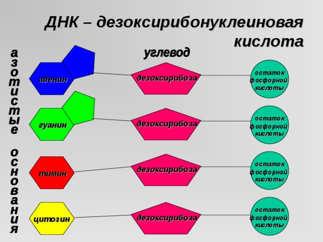 Днк остаток кислоты