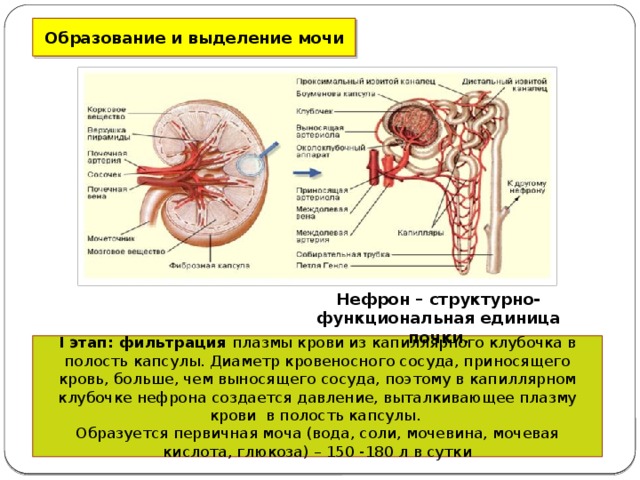 В почках фильтруется моча кровь лимфа. Фильтрация крови в полостях капсулы нефрона. Нефрон моча первичная моча. Фильтрация мочи в капсуле нефрона. Образуется первичная моча в клубочке нефрона.