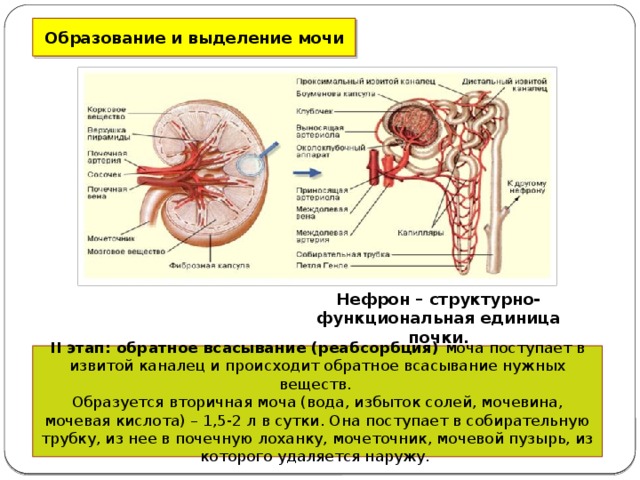 Образование и выделение мочи Нефрон – структурно-функциональная единица почки. II этап: обратное всасывание (реабсорбция) моча поступает в извитой каналец и происходит обратное всасывание нужных веществ. Образуется вторичная моча (вода, избыток солей, мочевина, мочевая кислота) – 1,5-2 л в сутки. Она поступает в собирательную трубку, из нее в почечную лоханку, мочеточник, мочевой пузырь, из которого удаляется наружу. 