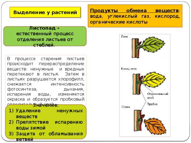 Выделение у растений и животных 6 класс пасечник презентация