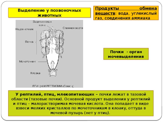 Продукты обмена веществ : вода, углекислый газ, соединения аммиака Выделение у позвоночных животных Почки - орган мочевыделения У рептилий, птиц, млекопитающих – почки лежат в тазовой области (тазовые почки). Основной продукт выделения у рептилий и птиц – малорастворимая мочевая кислота. Она попадает в виде взвеси мелких кристаллов по мочеточникам в клоаку, оттуда в мочевой пузырь (нет у птиц).  