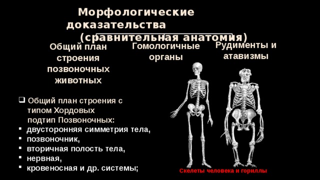 Сравнительная анатомия. Данные сравнительной анатомии. Сравнительная анатомические доказательства общий план строения. Данные сравнительной анатомии кратко. Морфологические доказательства.