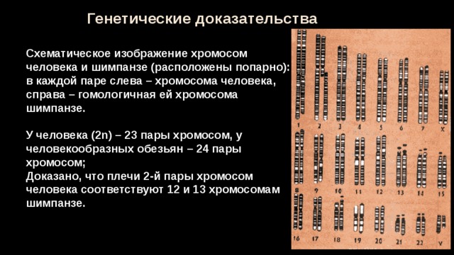 Определите число хромосом в клетках шимпанзе. Хромосомы человека и шимпанзе. Число хромосом у человека.