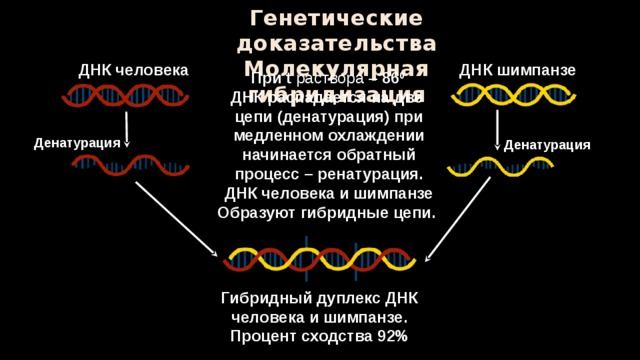 Генетические доказательства. ДНК человека и шимпанзе. Ренатурация ДНК. Генетическое доказательство эволюции человека.