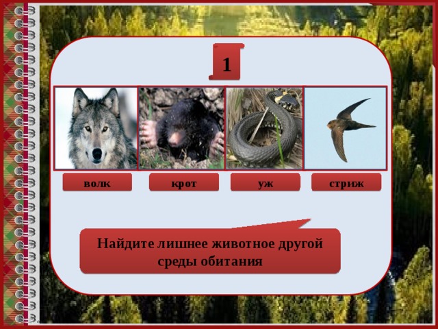 1 волк крот уж стриж Найдите лишнее животное другой среды обитания 