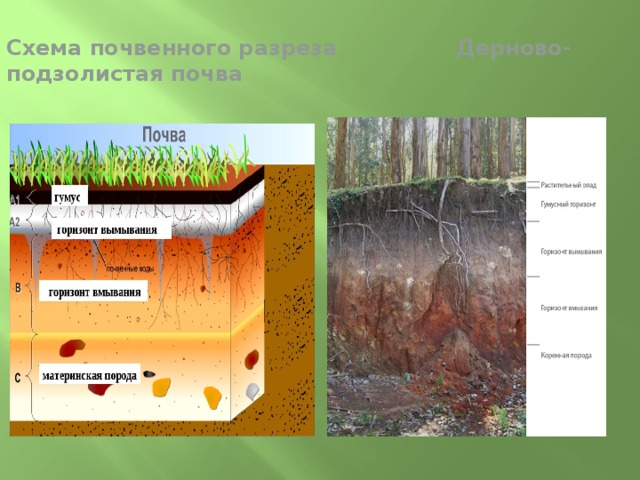 Схема почвенного разреза Дерново-подзолистая почва 