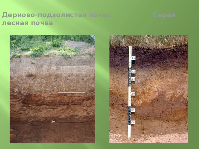 Дерново-подзолистая почва Серая лесная почва 