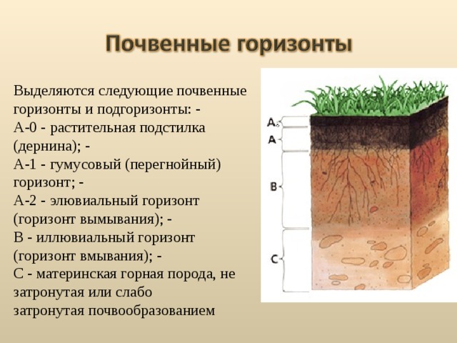 Выделяются следующие почвенные горизонты и подгоризонты: - A-0 - растительная подстилка  (дернина); - A-1 - гумусовый (перегнойный)  горизонт; - A-2 - элювиальный горизонт  (горизонт вымывания); - B - иллювиальный горизонт  (горизонт вмывания); - С - материнская горная порода, не  затронутая или слабо  затронутая почвообразованием 