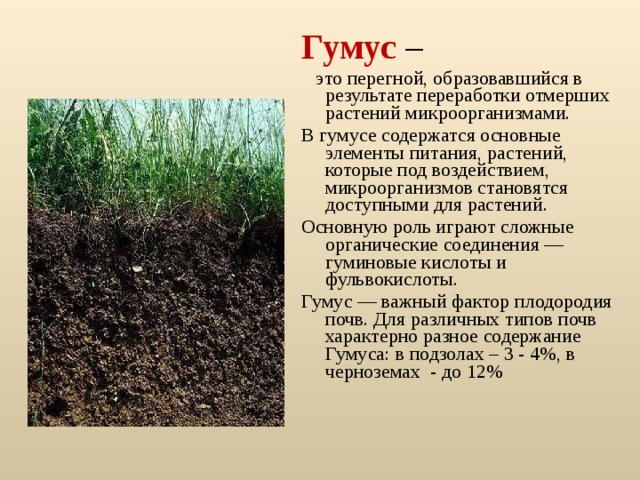 Гумус –  это перегной, образовавшийся в результате переработки отмерших растений микроорганизмами. В гумусе содержатся основные элементы питания, растений, которые под воздействием, микроорганизмов становятся доступными для растений. Основную роль играют сложные органические соединения — гуминовые кислоты и фульвокислоты. Гумус — важный фактор плодородия почв. Для различных типов почв характерно разное содержание Гумуса: в подзолах – 3 - 4%, в черноземах - до 12% 