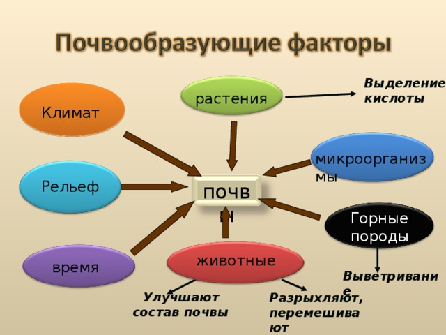 Выделение кислоты растения Климат микроорганизмы Рельеф почвы Горные породы животные время Выветривание Разрыхляют, перемешивают Улучшают состав почвы 