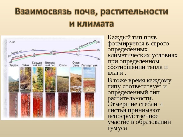 Каждый тип почв формируется в строго определенных климатических условиях при определенном соотношении тепла и влаги . В тоже время каждому типу соответствует и определенный тип растительности. Отмершие стебли и листья принимают непосредственное участие в образовании гумуса 