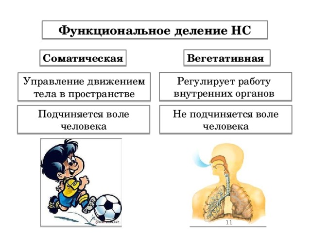 Функциональное деление НС Вегетативная Соматическая Регулирует работу внутренних органов Управление движением тела в пространстве Подчиняется воле человека Не подчиняется воле человека  