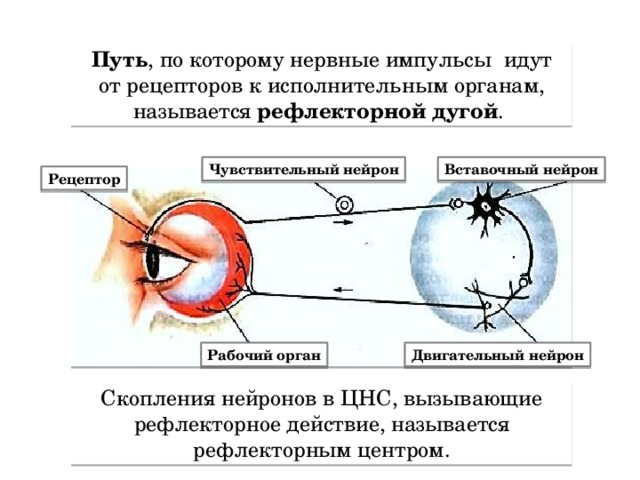 Путь , по которому нервные импульсы идут от рецепторов к исполнительным органам, называется рефлекторной дугой . Чувствительный нейрон Вставочный нейрон Рецептор Двигательный нейрон Рабочий орган Скопления нейронов в ЦНС, вызывающие рефлекторное действие, называется рефлекторным центром.   