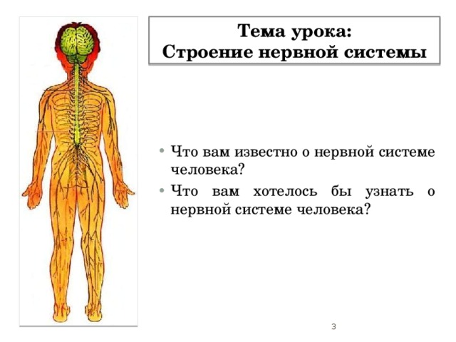 Тема урока: Строение нервной системы Что вам известно о нервной системе человека? Что вам хотелось бы узнать о нервной системе человека?  