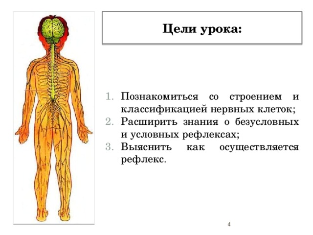 На рисунках схематично представлена организация нервной системы человека на разных уровнях