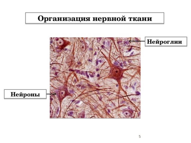 Организация нервной ткани Нейроглии  Нейроны Функция нейронов - восприятие и проведение нервных импульсов. Функция нейроглиев - опора, питание, защита нейронов.   