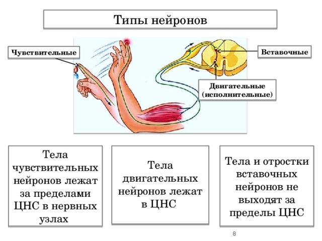 Чувствительный нейрон