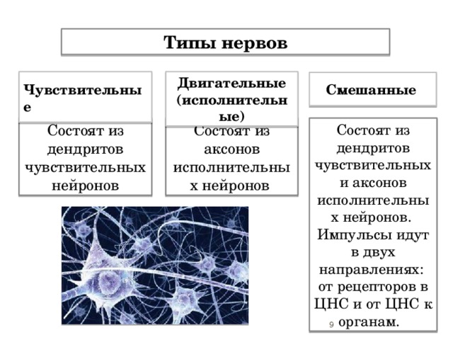 Типы нервов  Двигательные (исполнительные) Чувствительные   Смешанные Состоят из дендритов чувствительных нейронов Состоят из аксонов исполнительных нейронов Состоят из дендритов чувствительных и аксонов исполнительных нейронов. Импульсы идут в двух направлениях: от рецепторов в ЦНС и от ЦНС к органам.  