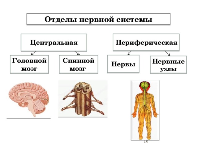 Отделы нервной системы  Периферическая   Центральная    Нервы  Головной Спинной мозг мозг Нервные узлы   