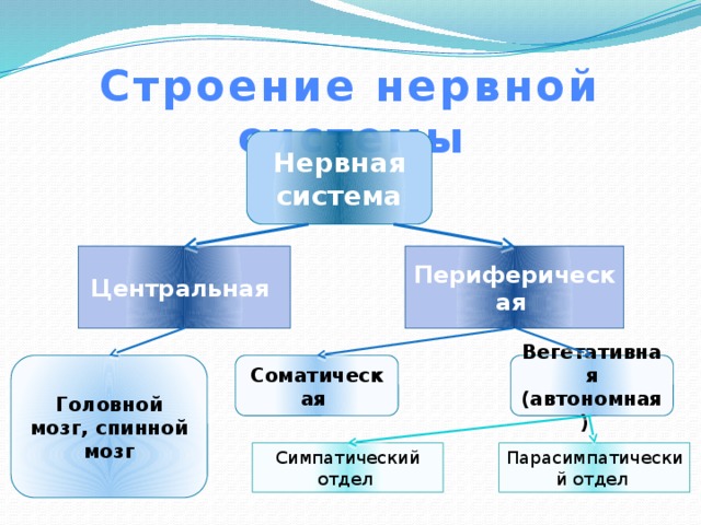 Строение нервной системы Нервная система Центральная Периферическая  Головной мозг, спинной мозг Соматическая Вегетативная (автономная) Симпатический отдел Парасимпатический отдел 