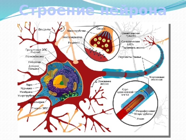 Строение нейрона 