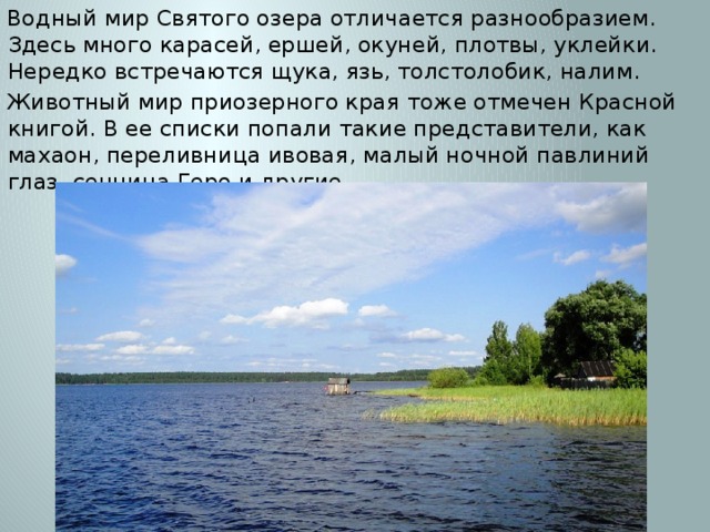 Водный мир Святого озера отличается разнообразием. Здесь много карасей, ершей, окуней, плотвы, уклейки. Нередко встречаются щука, язь, толстолобик, налим. Животный мир приозерного края тоже отмечен Красной книгой. В ее списки попали такие представители, как махаон, переливница ивовая, малый ночной павлиний глаз, сенница Геро и другие. 