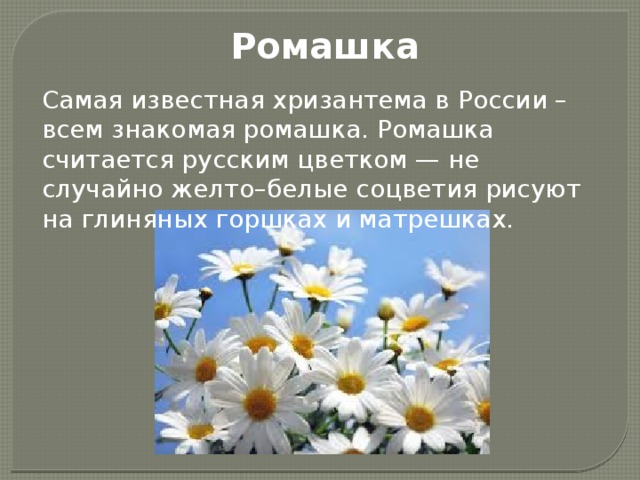 Символ цветка ромашка. Ромашка символ России. Ромашка цветок символ. Ромашка символ России кратко. Ромашка на языке цветов.