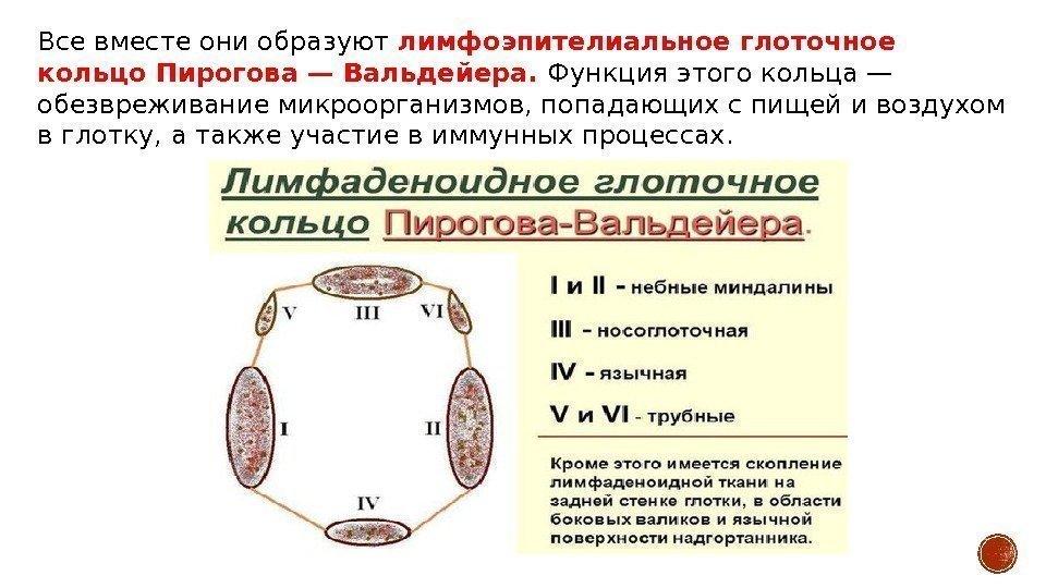 Гланды строение схема