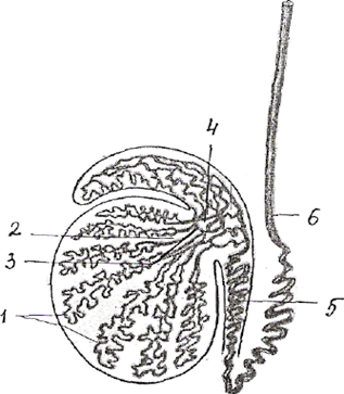 Семявыносящие пути гистология. Схема семявыносящих протоков. Строение семяотводящих путей.. Семенной проток схема. Строение яичка гистология.