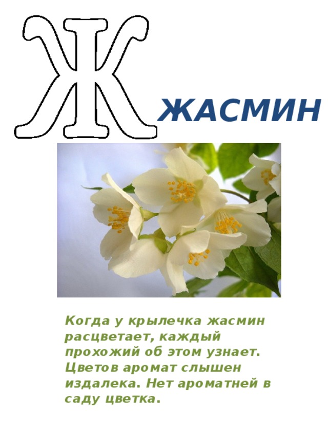 Проект цветочный алфавит 5 класс