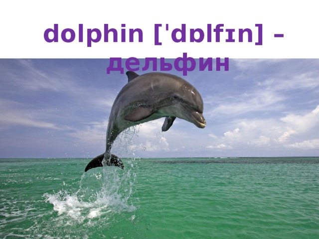 dolphin [ˈdɒlfɪn] – дельфин