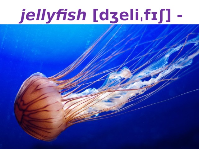   jellyfish [dʒeliˌfɪʃ] - медуза