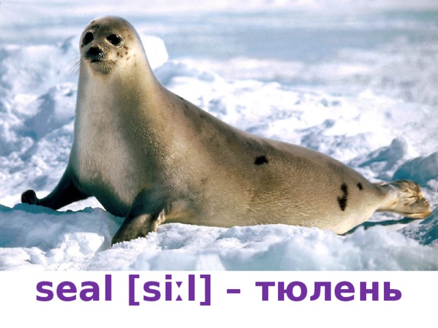 seal [siːl] – тюлень