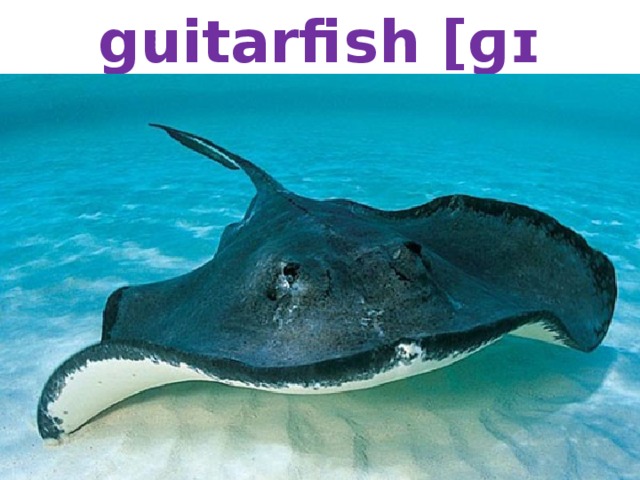 guitarfish [ɡɪˈtɑːfɪʃ] – скат