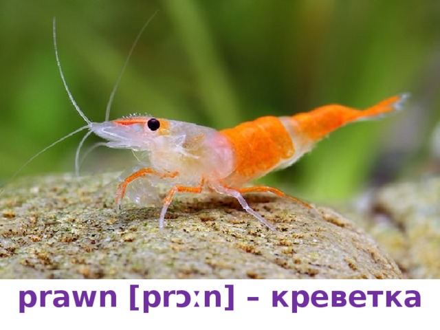 prawn [prɔːn] – креветка