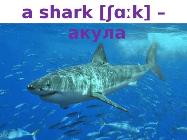 a shark [ʃɑːk] – акула