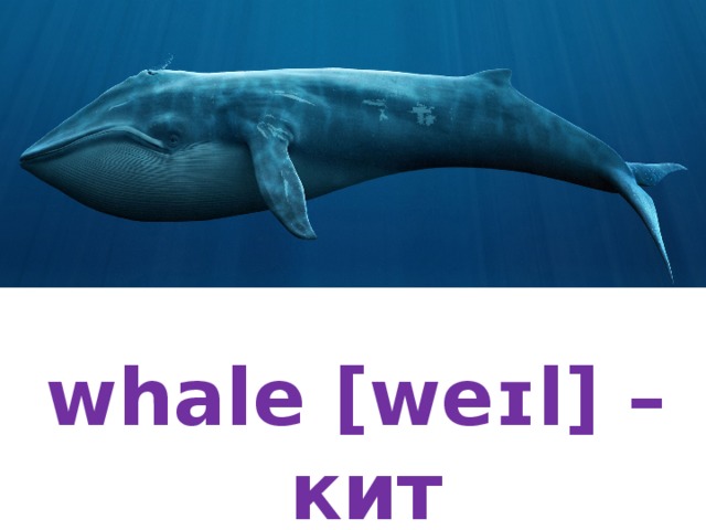 whale [weɪl] – кит