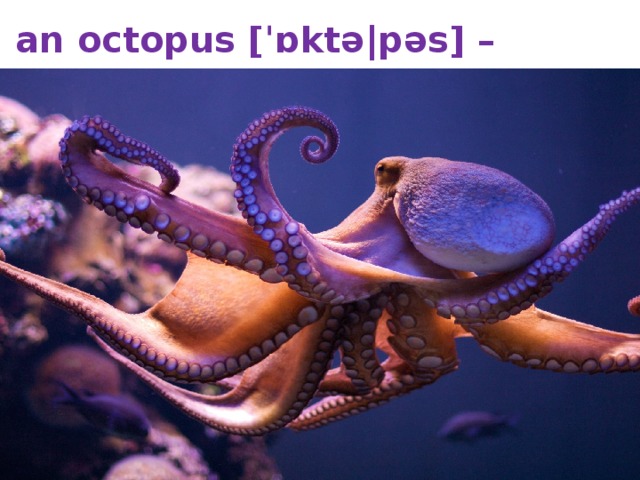 an octopus [ˈɒktə|pəs] – осьминог, спрут