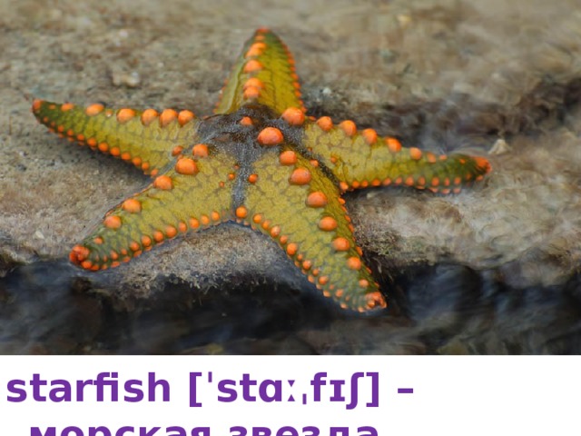 starfish [ˈstɑːˌfɪʃ] – морская звезда