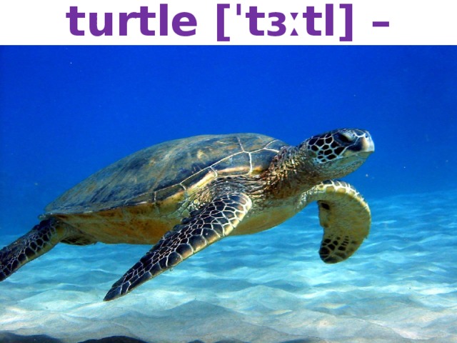 turtle [ˈtɜːtl] – черепаха